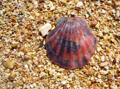 Flexopecten ponticus red beach