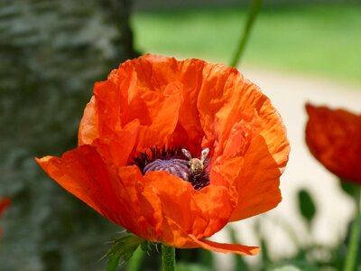 Pollen stamen flower photo