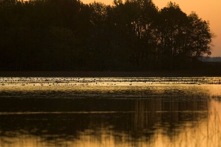 Aquatic Bird float silhouette