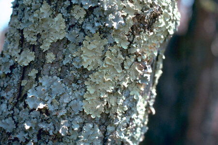 Lichens-1 photo
