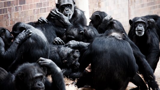 Socialization socialize ape