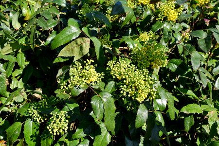 Tree leaf shrub