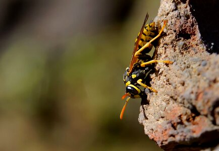 Animal arthropod biology photo