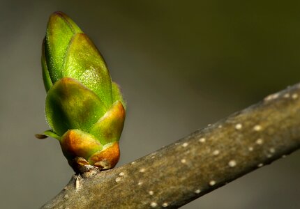 Spring nature tree