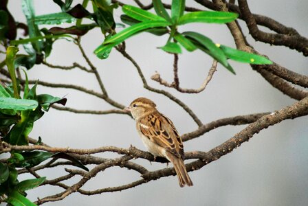 Beautiful Sparrow photo