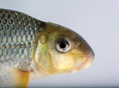 Close up of Sicklefin Redhorse-4