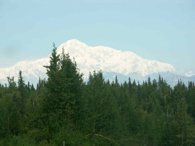 Background domestic forest