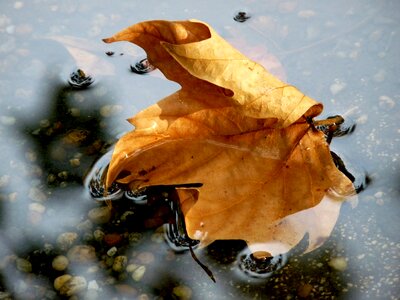 Yellow water bubble