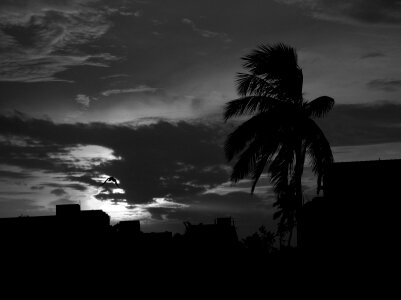 Coconut tree wind photo