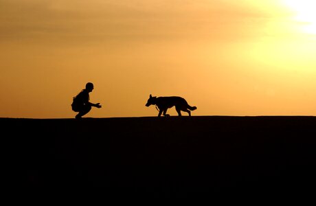 Sunset horizon canine photo