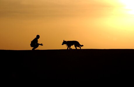 Sunset horizon canine