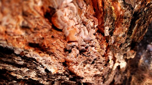 Wood brown rough