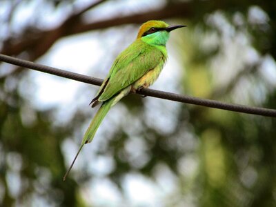 Green bird perched photo