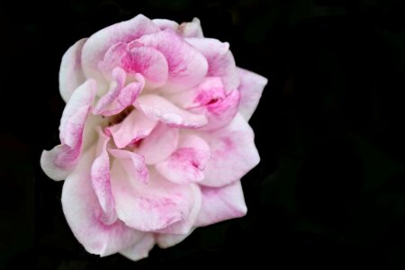 Beautiful Flowers beautiful photo biology