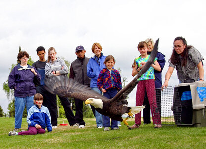 Eagle Release During Migratory Bird Day 2005