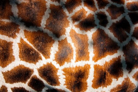 Fur mantle animal