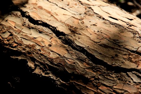 Bark tree bark background