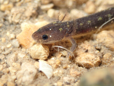 Salado Salamander