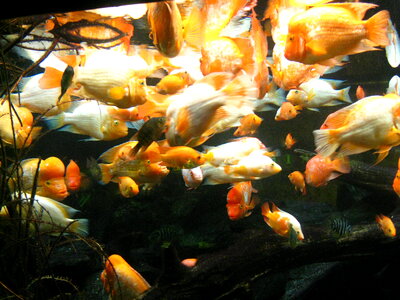Lots Of Fishes Aquairum photo