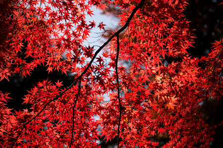Red Leaves on a tree photo