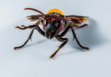 Wasp insect close up photo