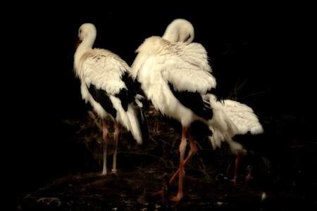 Animals birds white stork