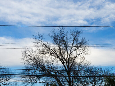 Tree Branches Over Blue Sky and Clouds photo