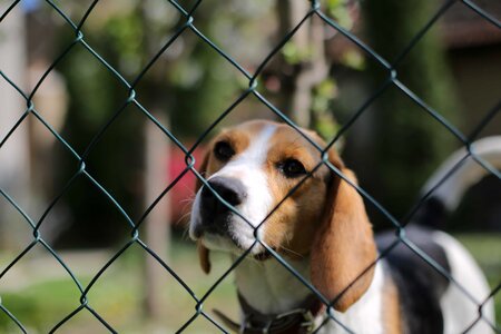 Beagle collar cute photo