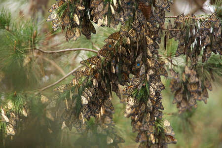 Monarch butterflies-3
