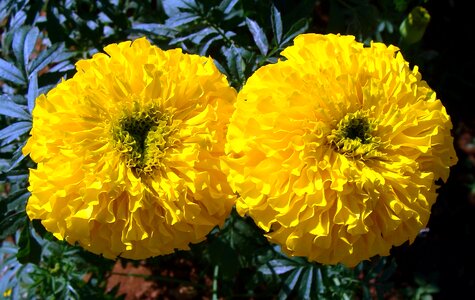 Karnataka flora flowers