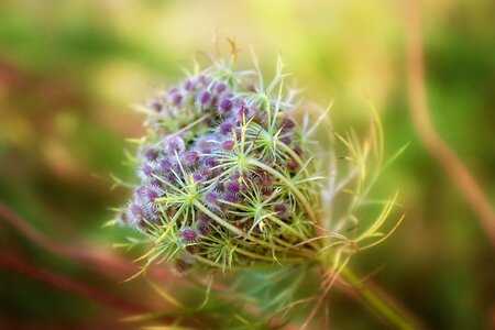 Bio environment plant