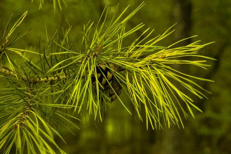 Beautiful Photo branch conifer