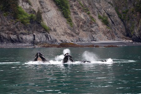 humpback whale in Kenai fjords National Park photo