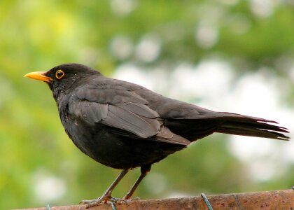 Bird fly wings photo