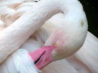 Beak exotic pink flamingo
