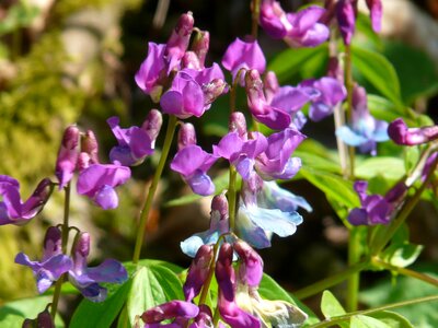 Plant wild plant flower