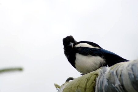 Magpie-5 photo