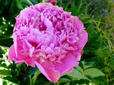 Nature summer petals