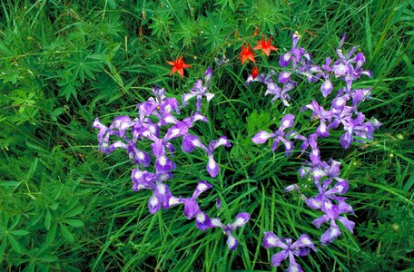 Array blossom blossoming