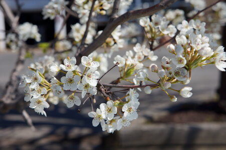 Cherry Blossom