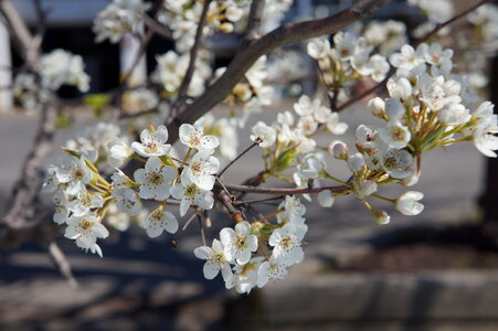 Cherry Blossom photo