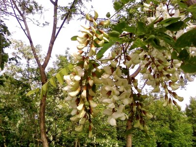 Acacia flowers tree photo