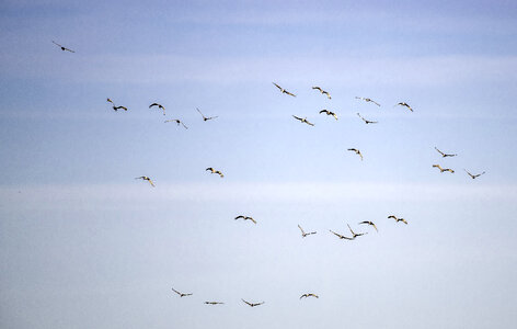 Group of Cranes flying in the sky