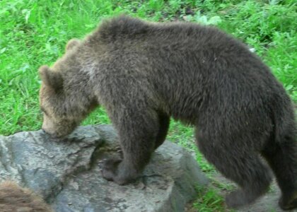 Animal bear brown