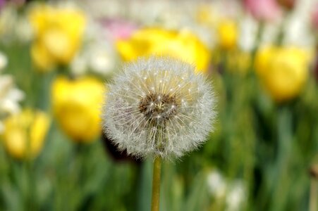 Bloom blooming dandelion