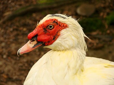 Wild duck animal wild ducks