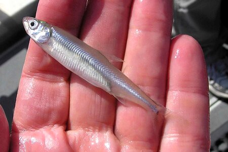 Delta fish hand
