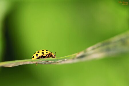 Bug ladybug yellow photo