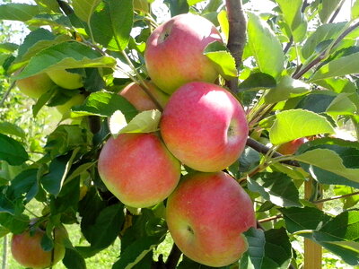 Apple apples bouquet