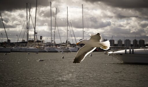 Sea gull soaring